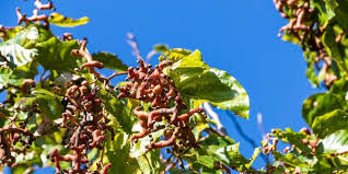 Image result for Hovenia dulcis