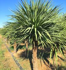 Image result for Cordyline australis