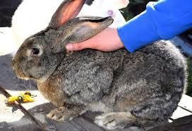 In consequence, their diet contains large the average female rabbit becomes sexually mature at 3 to 8 months of age and can conceive at any time of the year for the duration of her life. Flemish Giant Rabbits As Pets A Complete Care Guide Pictures