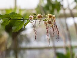 Image result for Strophanthus bequaertii