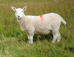 How To Start Sheep Farming Business For Profits