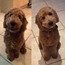 To achieve the teddy bear look, goldendoodles need their faces groomed in a particular. Goldendoodle Teddy Bear Cut Goldendoodle Haircut Dog Grooming Goldendoodle Dog Grooming Dog Haircuts