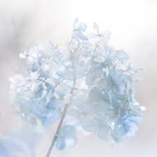 Ectasi Hydrangea In Winter By Nishiz On Flickr Light Blue Aesthetic Pastel Aesthetic Blue Aesthetic