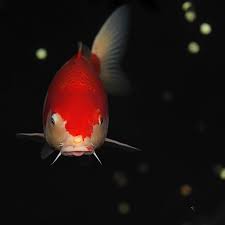 Untitled Koi Fish Cute Fish Koi Carp