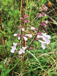 Image result for Hermannia seineri