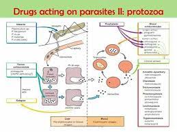 Pin By Philip Mouton On Basic Pharmacology Pharmacology Nursing Best Nursing Schools Clinical Chemistry