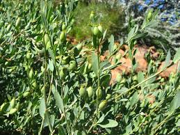 Image result for Montinia