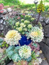 More images for aeonium hybrid kiwi » How To Care For Aeoniums Lemons Anchovies