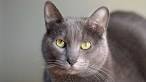 3 Ways to Identify a Korat Cat - wikiHow