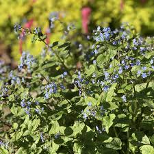 Image result for Brunnera `Jack Frost`
