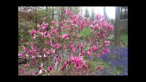 This second flush of flowers is quite a treat, adding more color and beauty to your. Best Flowering Shrubs Magnolia Jane Betty Youtube