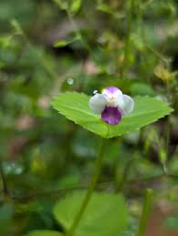 Image result for Craterostigma nummulariifolium