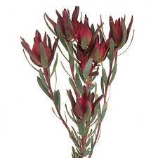 Available Year Round With Some Species Limited By Season Lasts Long 2 To 3 Weeks In 2021 Flower Arrangements Flowers Garden Inspiration