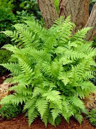 Athyrium Filix Femina Wald Frauenfarn Gemeiner Waldfarn Frauenfarn Gunstig Beim Stauden Spezialisten Kaufen Stauden Spezi Pflanzen Farne Garten Stauden