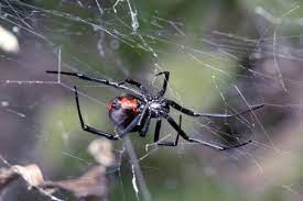Certified termite and pest control. Certified Termite Pest Control Reviews Facebook