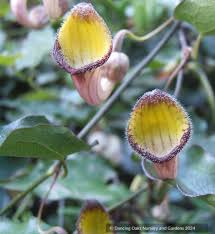 Image result for Aristolochia