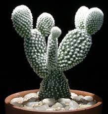 Prickly pear cactus is the original looking cacti cluster that people commonly associate with the term cactus. Are Succulents Poisonous To Cats Learn More On Litter Robot Blog
