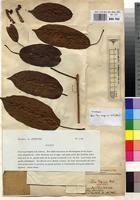 Image result for Ficus ottoniifolia