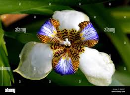 Image result for Neomarica northiana