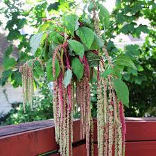 Image result for Amaranthus