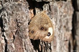 Image result for Nicolasia stenoptera