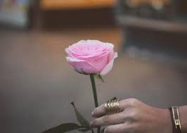 صور ورد حب للتصميم 2019 عالم الصور flower dpz rose display picture