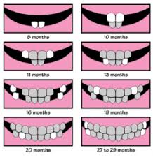 Pin By Alecia Mango On For Baby Tooth Chart Baby