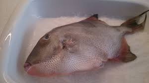 Facil Y Sano Pez Luna A La Sal Con Pisto Recetas Sanas Faciles Peces Pisto