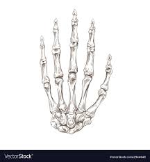 Hand Skeleton Reference Skeleton Hands Drawing Skeleton Drawings How To Draw Hands