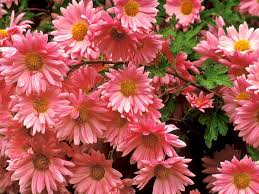 Merawat bunga ini perlu untuk diketahui bagi setiap orang yang memiliki tanaman bunga sebagai hiasan ditempatnya. Bunga Daisy Bumi Bunga Bunga Merah Muda Wallpaper Hd Wallpaperbetter