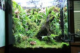 Vivarium Frog Terrarium Vivarium Planted Aquarium