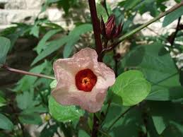 Image result for Hibiscus noldeae