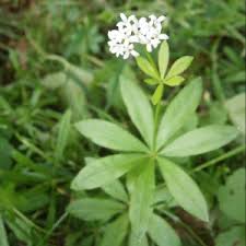 We did not find results for: Les Plantes Anti Moustiques Guepes Et Mouches Bacsac