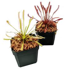 Image result for Heteromorpha stenophylla