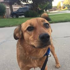 Maybe you would like to learn more about one of these? Red Heeler Mix Dog Gone Problems Dog Gone Problems