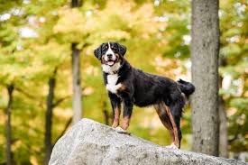 mountain road pup