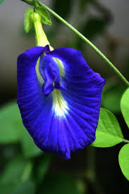 4 7 19 Blue Pea Vine Clitoria Ternatea Seeds Gifted From Diemen Le Planted At Backyard Trellis Unusual Flowers Butterfly Pea Flower Pea Flower