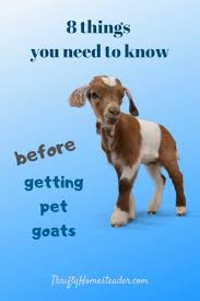 8 Things You Need To Know Before Getting Pet Goats The Thrifty Homesteader Pet Goat Pets Goats