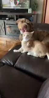 Yashar Ali On Twitter It S Critical That You Turn The Sound Up And Watch The Whole Clip Cute Animals Cute Baby Animals Cute Funny Animals