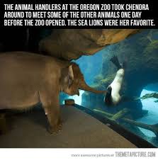 Just An Elephant Visiting A Sea Lion Cute Animals Elephant Elephant Love