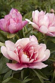 Itoh Peony A Cross Of Herbaceous And Tree Types Itoh Peonies Love Flowers Pretty Flowers