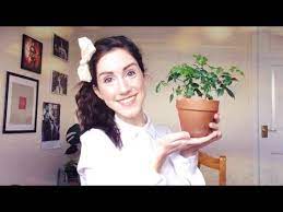 This plant should not be repotted, as it grows best when its roots are rootbound. China Doll Plant Houseplant Spotlight Youtube
