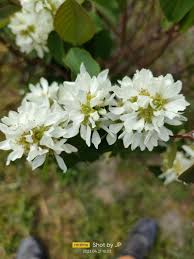 Image result for Amelanchier alnifolia