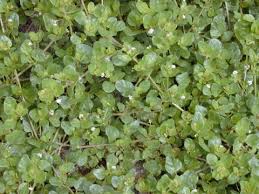 Image result for Boerhavia