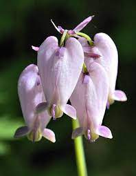 Pin On Unusual Plants Flowers