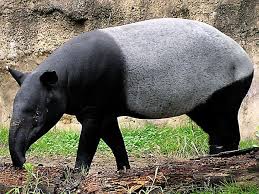 The Malayan Tapir Has A Special Black And White Pattern They Are Good Swimmers And Live In Forests Where T Endangered Animals List Endangered Animals Animals