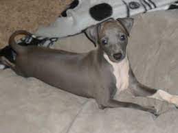 A year was spent investigating breeds and breeders. Italian Greyhound Puppies For Sale