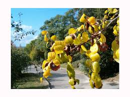 Jerusalem thorn is a native tree that grows in the southern u.s. Jerusalem Thorn Or Christ S Thorn Small Hardy Tree Winged Fruits Autumn Colours 15 18cm Buy Online In Burundi At Burundi Desertcart Com Productid 49888927