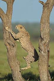 pin von shokolani auf cheetah gepard der gepard grosse katzen