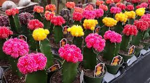 All succulent plants and cacti have the capability to bloom at some point, but location and conditions have to be just right. How To Care For Succulents Cacti Stauffers